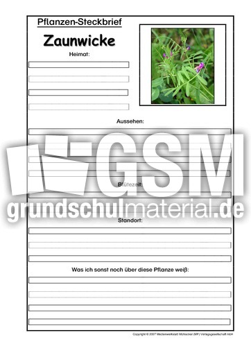 Pflanzensteckbrief-Zaunwicke.pdf